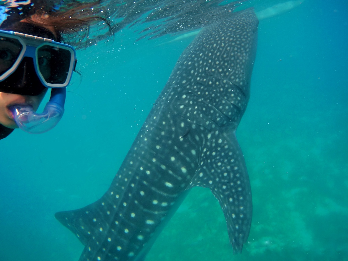 Women with snorkels in front of Whale Shark in Sanctus Spiritus of Baja California