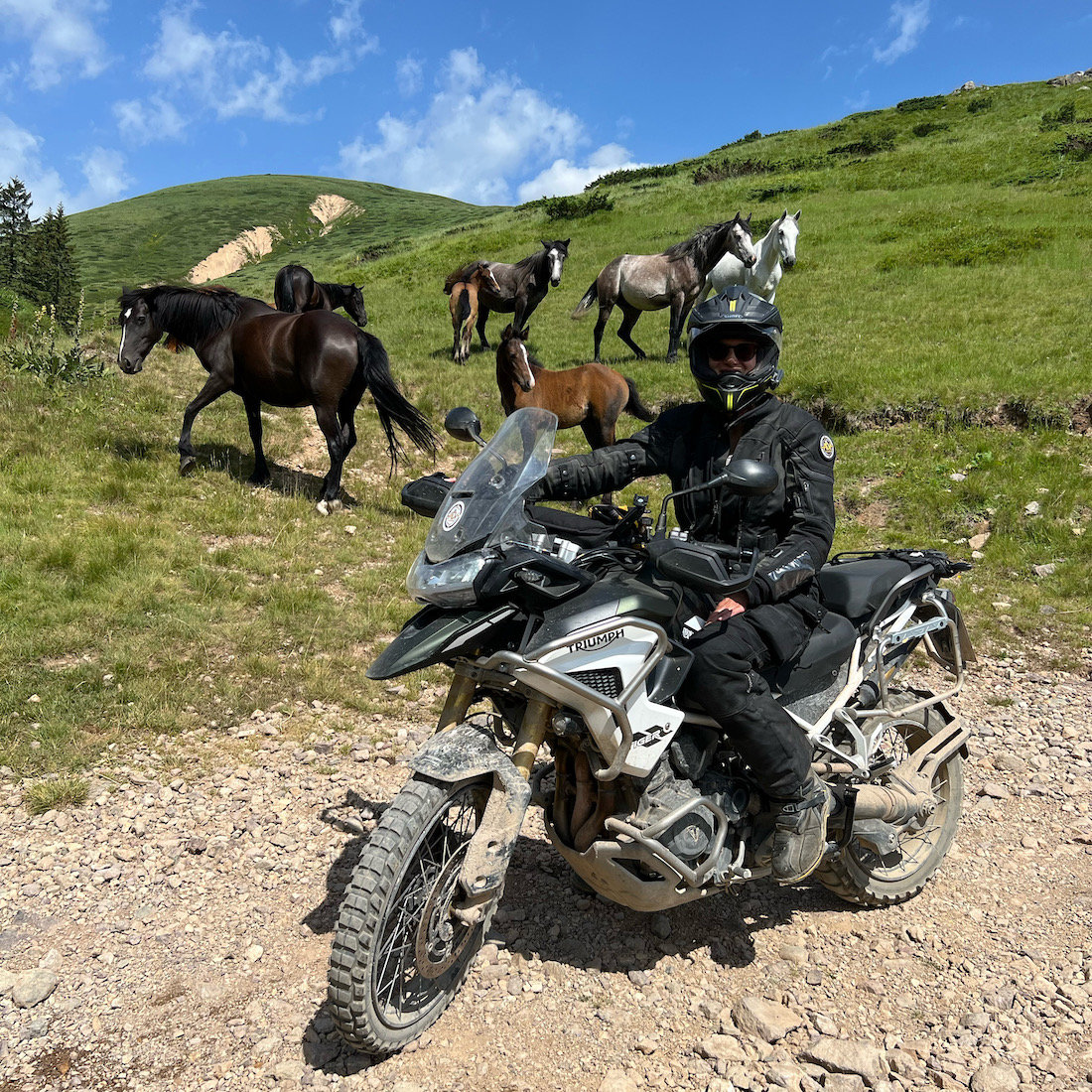 Riding off-road in Montenegro during the ADV Summit on the Tiger 1200 Rally Pro surrounded by wild horses