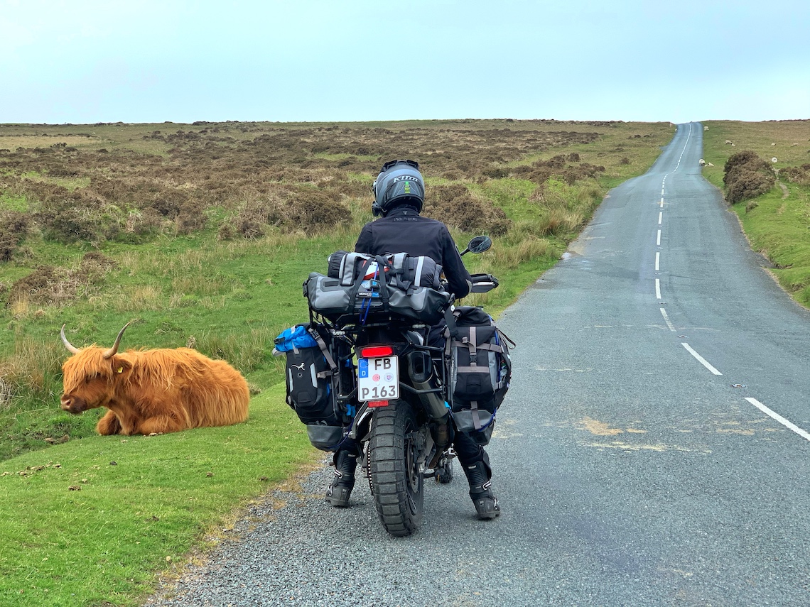 Adventure Rider on fully loaded Tiger 900 Rally Pro in Dartmoor next to a Highland cow featuring motorcycle tent