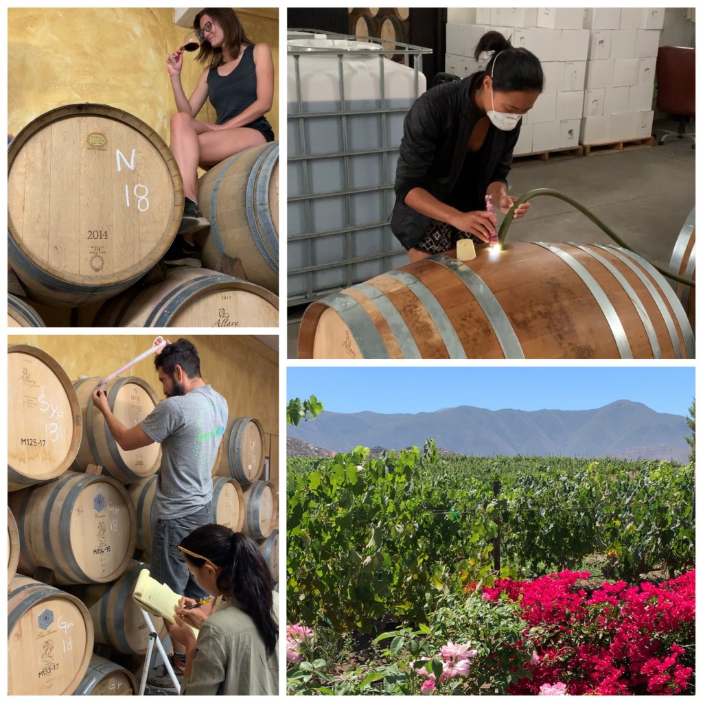 Photo collage of wine tasting in vineyard of Valle de Guadalupe in Baja California